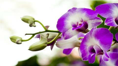 Jardin national des orchidées