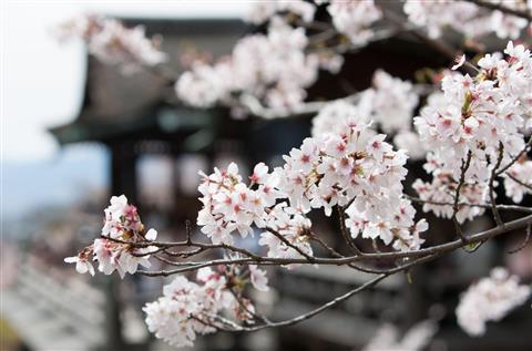 Kiyomizu Temple
