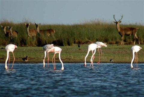 DOÑANA NATIONAL PARK