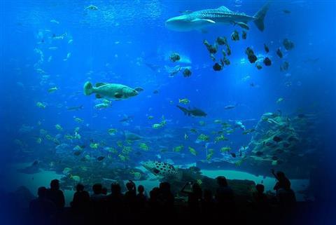 Georgia Aquarium