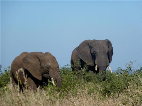 San Diego Wild Animal Park