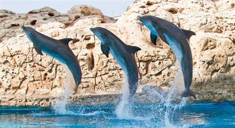 Texas State Aquarium