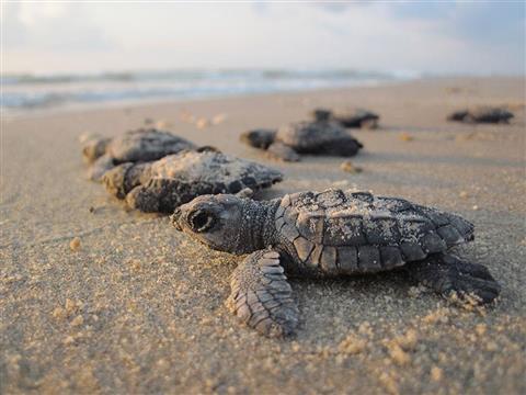 Padre Island National Seashore