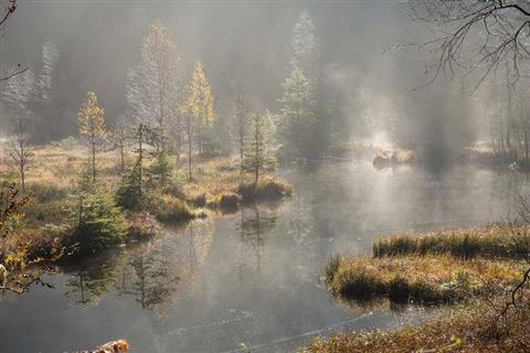 黑森林国家公园