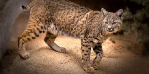 Arizona Sonora Desert Museum