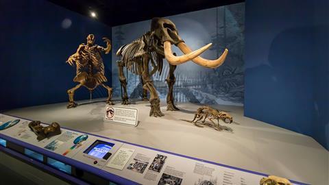 Museo estatal de Illinois