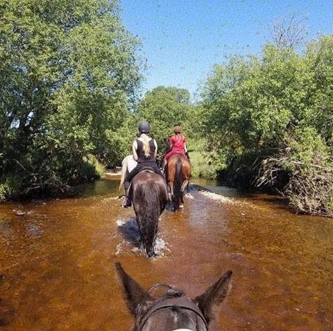 Hollywood Horse & Pony Trekking