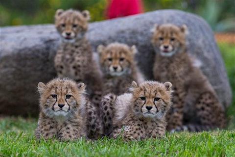 聖地牙哥動物園