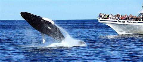 Hyannis Whale Watcher Cruises