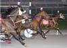 Live Harness Racing