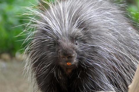 Porcupine Near You