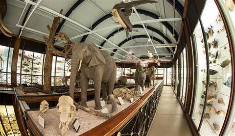 Natural History Museum at Tring