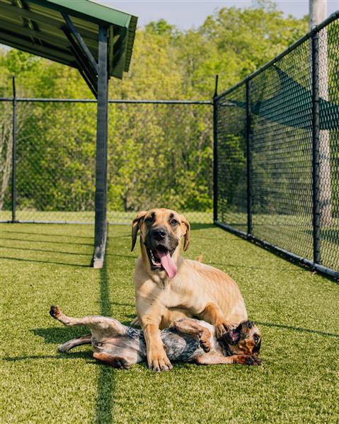 Nemacolin Wooflands Pet Resort & Spa