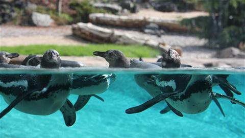 Dierentuin Rostocker