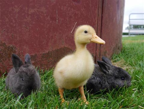 The Petting Farm at Domino's Farms