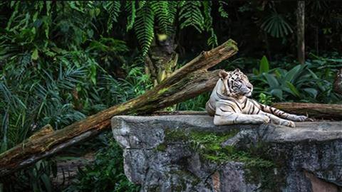 新加坡动物园/夜间野生动物园/河川野生动物园/鸟类天堂