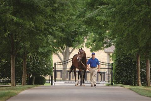 Godolphin At Jonabell Farm- Horse Farm Tour