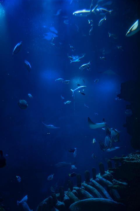 Waikiki Aquarium