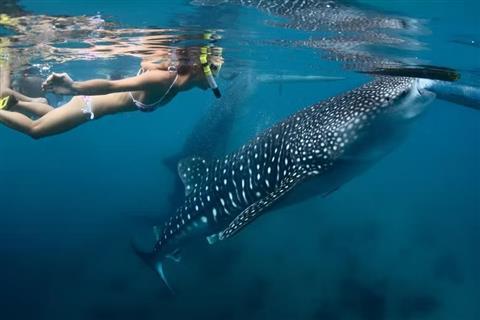 Whale Shark