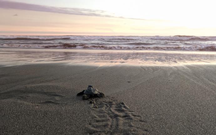 Изображение Turtle Tracks