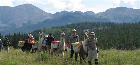Take a Llama to Lunch