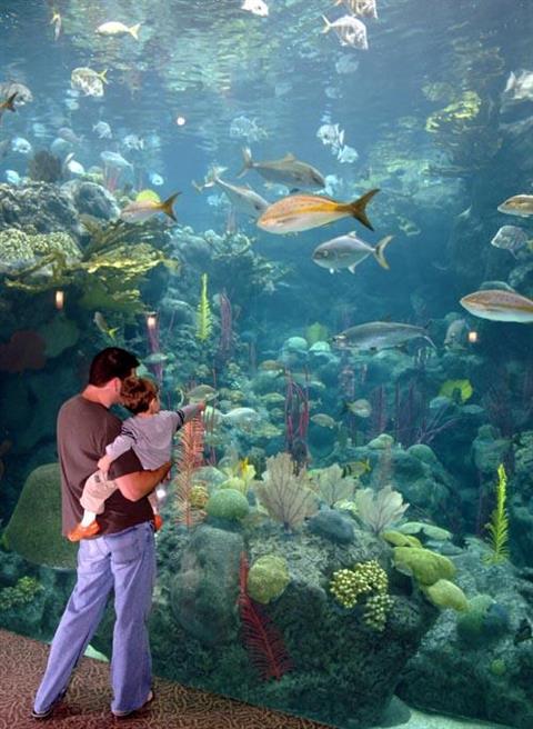 Florida Aquarium