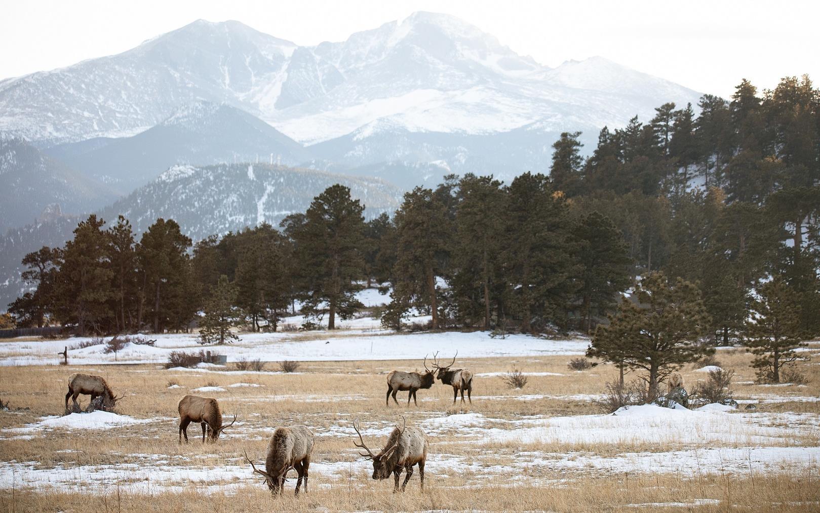 Meetings in a Winter Wonderland image