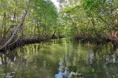 Mangrove & Local Sightseeing