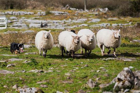 Caherconnell Fort 和 Sheepdog 示威