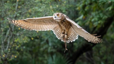 Centro de aves rapaces