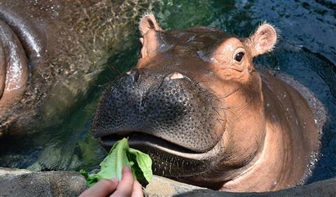 Cincinnati Zoo and Botanical Gardens