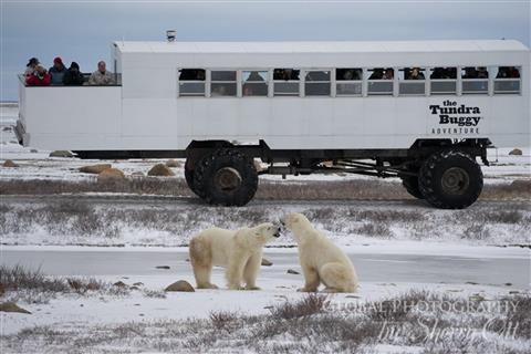 Polar bear Safari