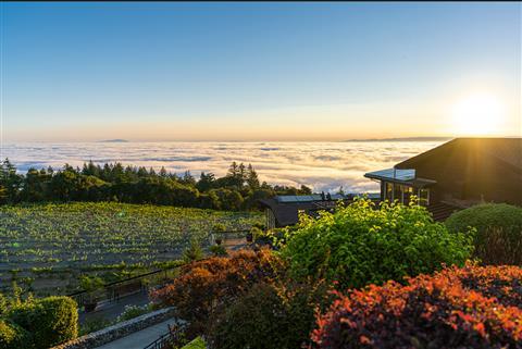 Thomas Fogarty Winery