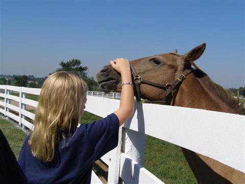 Horse Farm Tours