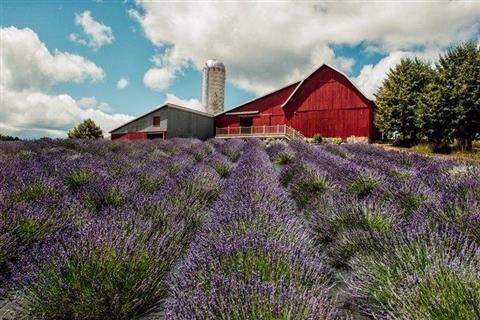 Lavender Hill Farm