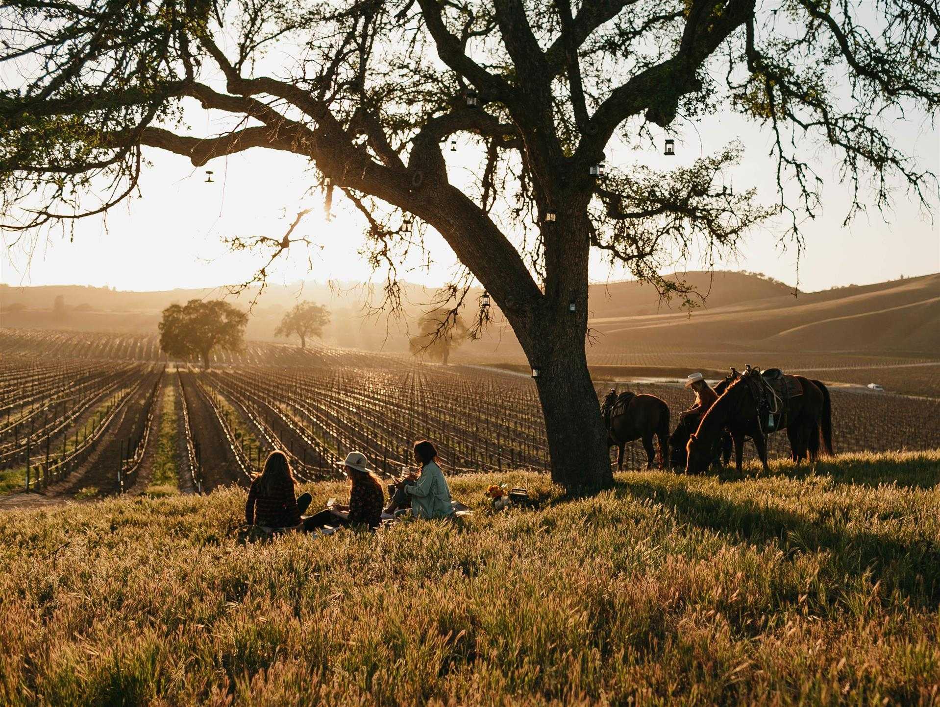 Travel Paso em Paso Robles, CA