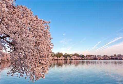 The Tidal Basin