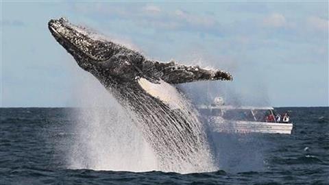 Manly Whale Watching
