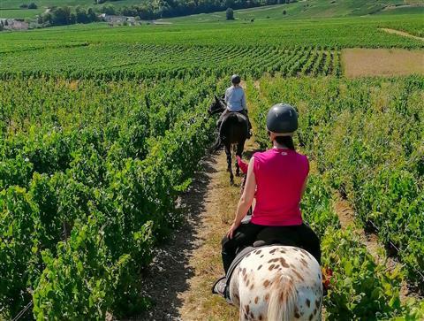 Horse riding in the Charente vineyards