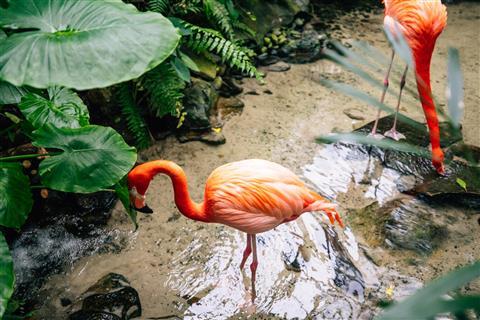 Key West Butterfly and Nature Conservatory