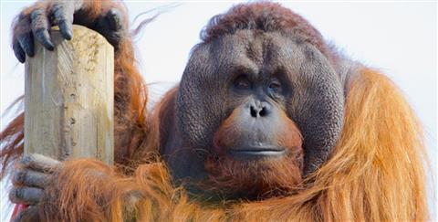 El mundo de los monos