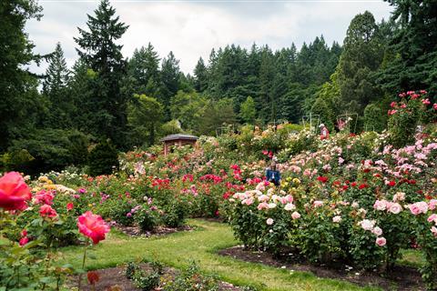 Portand International Rose Test Garden