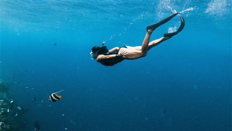 Snorkel – Day Sailing Tour