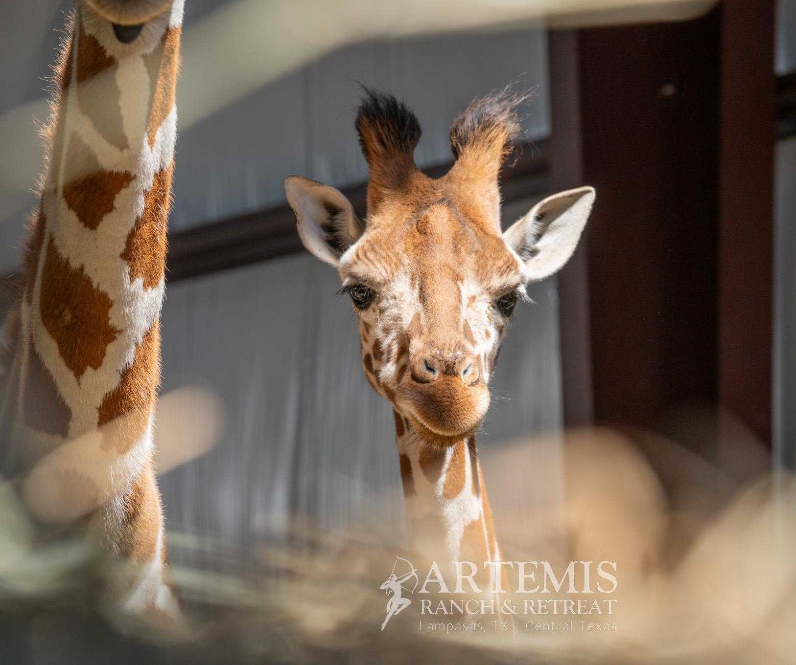 Artemis Ranch & Retreat em Lometa, TX