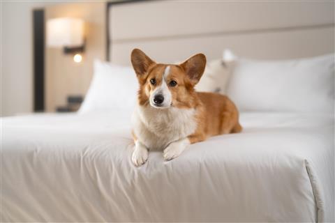 Mont Gabriel, Sainte-Adèle, a Tribute Portfolio Resort в Sainte Adele, QC