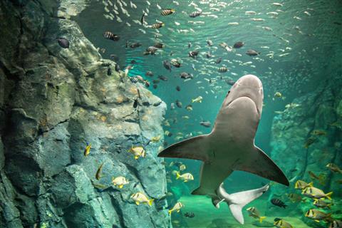 พิพิธภัณฑ์สัตว์น้ำเซนต์หลุยส์ที่สถานี