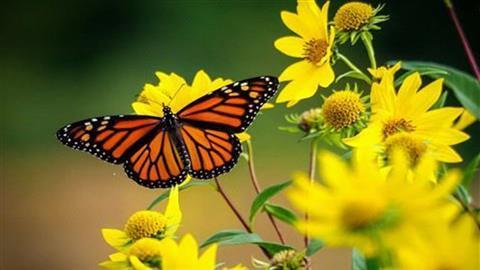 Arboleda de mariposas monarcas