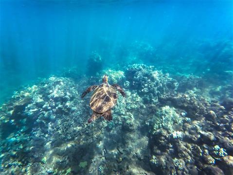 Jean-Michel Cousteau's Ambassadors of the Environment