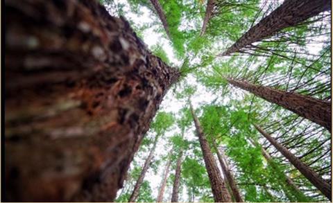 Various free Lookouts and walking tracks