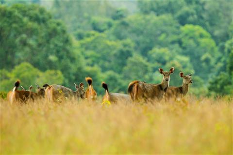 Национальный парк Кхао Яй
